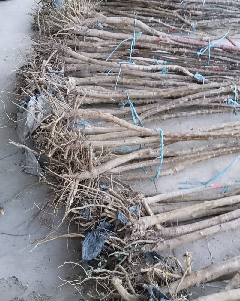 沙枣苗预定出售欢迎来电