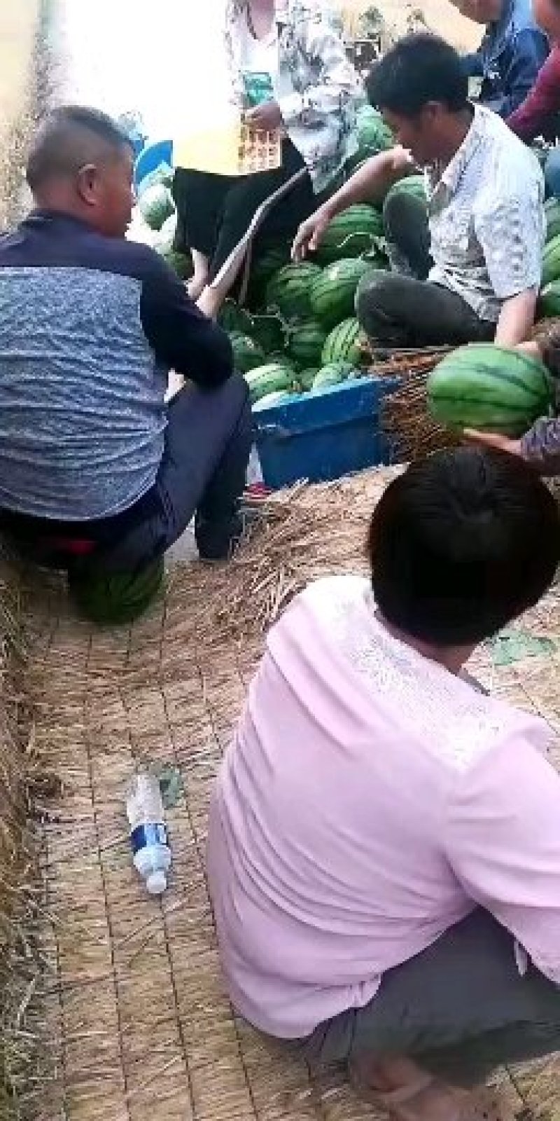 河南西瓜8424西瓜直供各商超品种多样任选价优