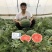 河南西瓜8424西瓜直供各商超品种多样任选价优