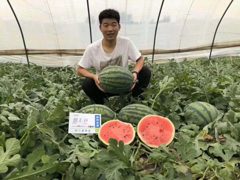 河南西瓜8424西瓜直供各商超品种多样任选价优
