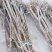 沙枣苗预定出售欢迎来电