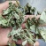 【推荐】车前草规格齐全、欢迎全国采购商、诚信经营！