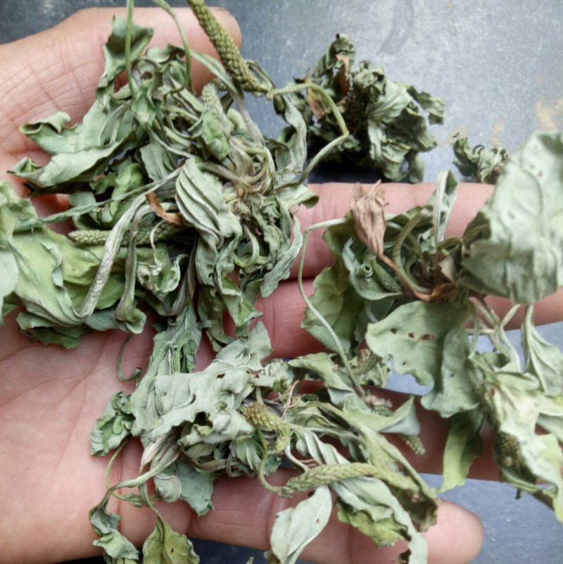 【推荐】车前草规格齐全、欢迎全国采购商、诚信经营！