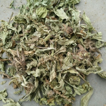 【推荐】车前草规格齐全、欢迎全国采购商、诚信经营！
