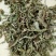 【推荐】车前草规格齐全、欢迎全国采购商、诚信经营！