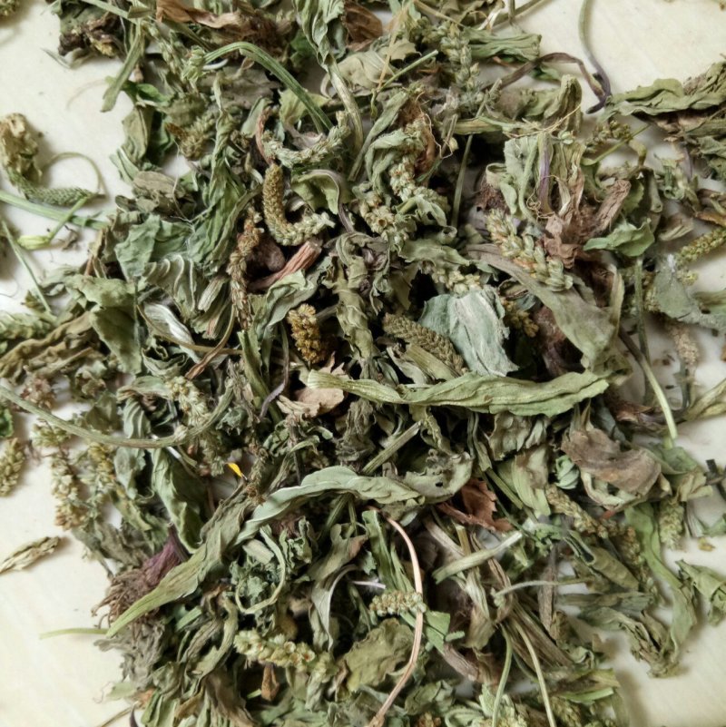 【推荐】车前草规格齐全、欢迎全国采购商、诚信经营！