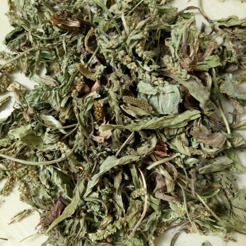 【推荐】车前草规格齐全、欢迎全国采购商、诚信经营！