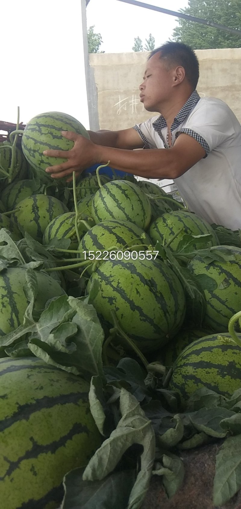 河南开封通许西瓜之乡正宗8424西瓜大量上市