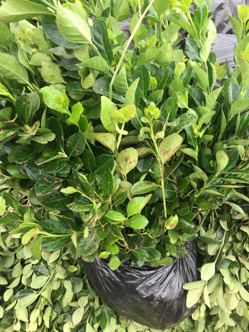 江苏优质卫矛卫矛苗卫矛球苗圃基地直发现挖现卖可视频看货
