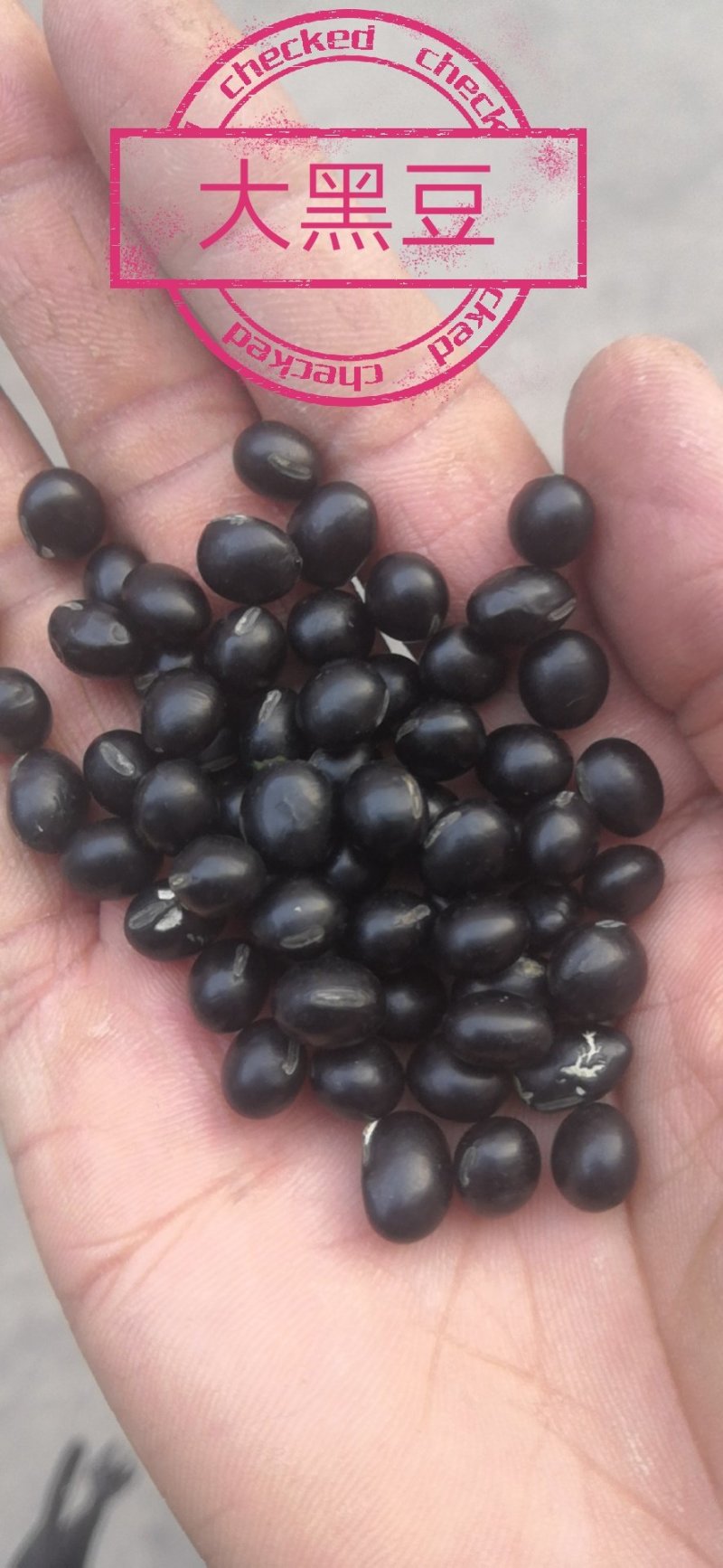 黑豆青仁大黑豆药黑豆50斤彩包装，支持上门看货
