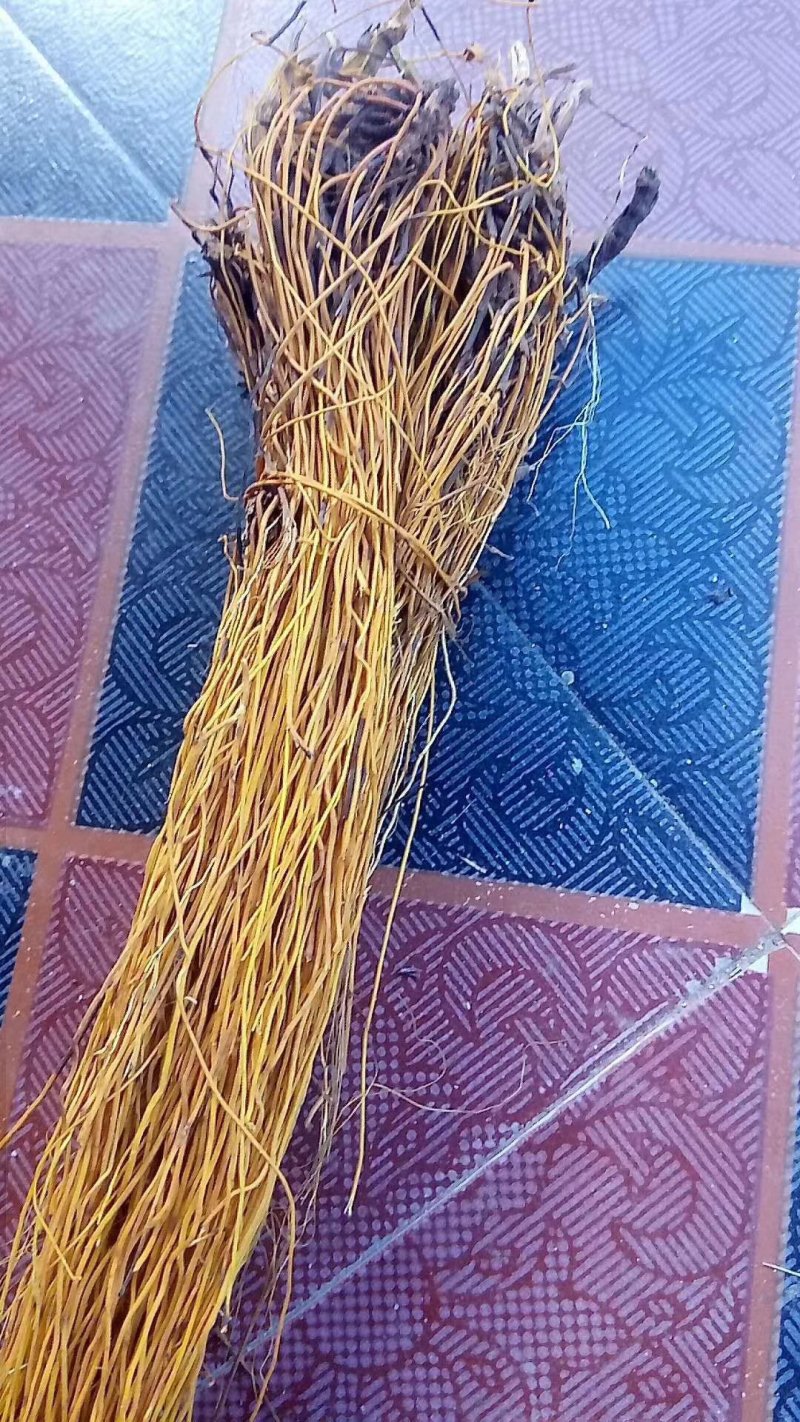 马尾连金丝马尾连草黄连金丝连
