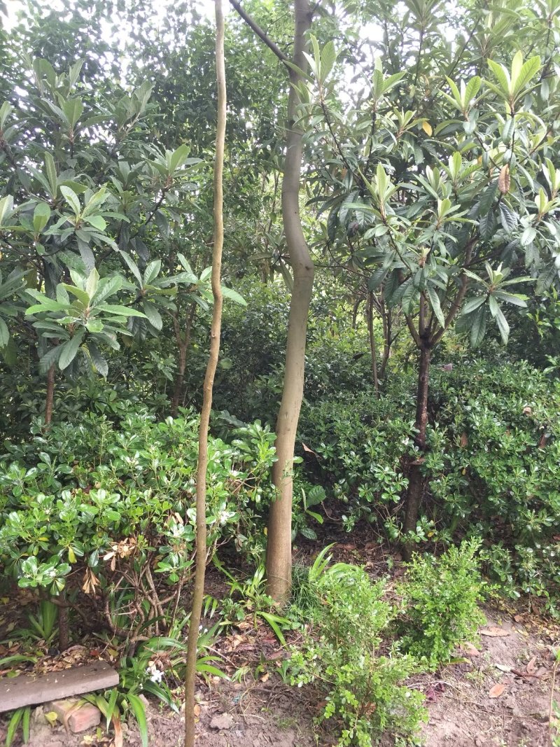乌桕；自家种植，产地直销，质量可靠，量大价优……