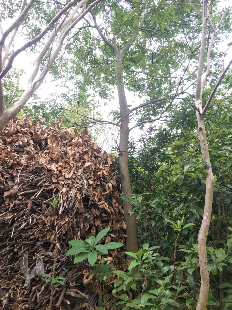 乌桕；自家种植，产地直销，质量可靠，量大价优……