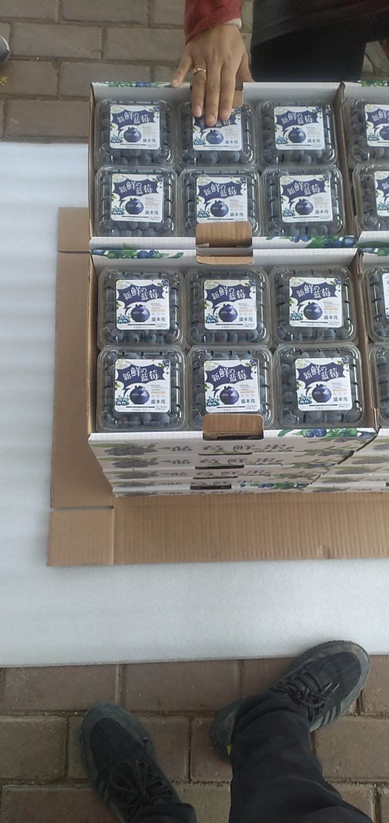 青岛蓝莓产地直供！！主要以绿宝石珠宝，奥尼尔为主！4.月