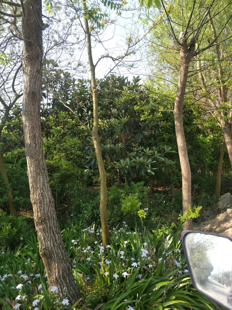 乌桕；自家种植，产地直销，质量可靠，量大价优……