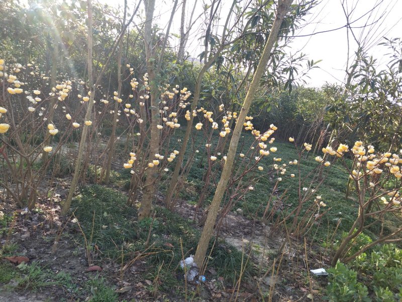 节香，结香；自家种植，产地直销，个个精品