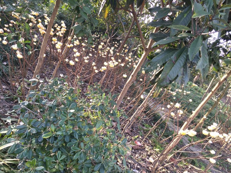 节香，结香；自家种植，产地直销，个个精品