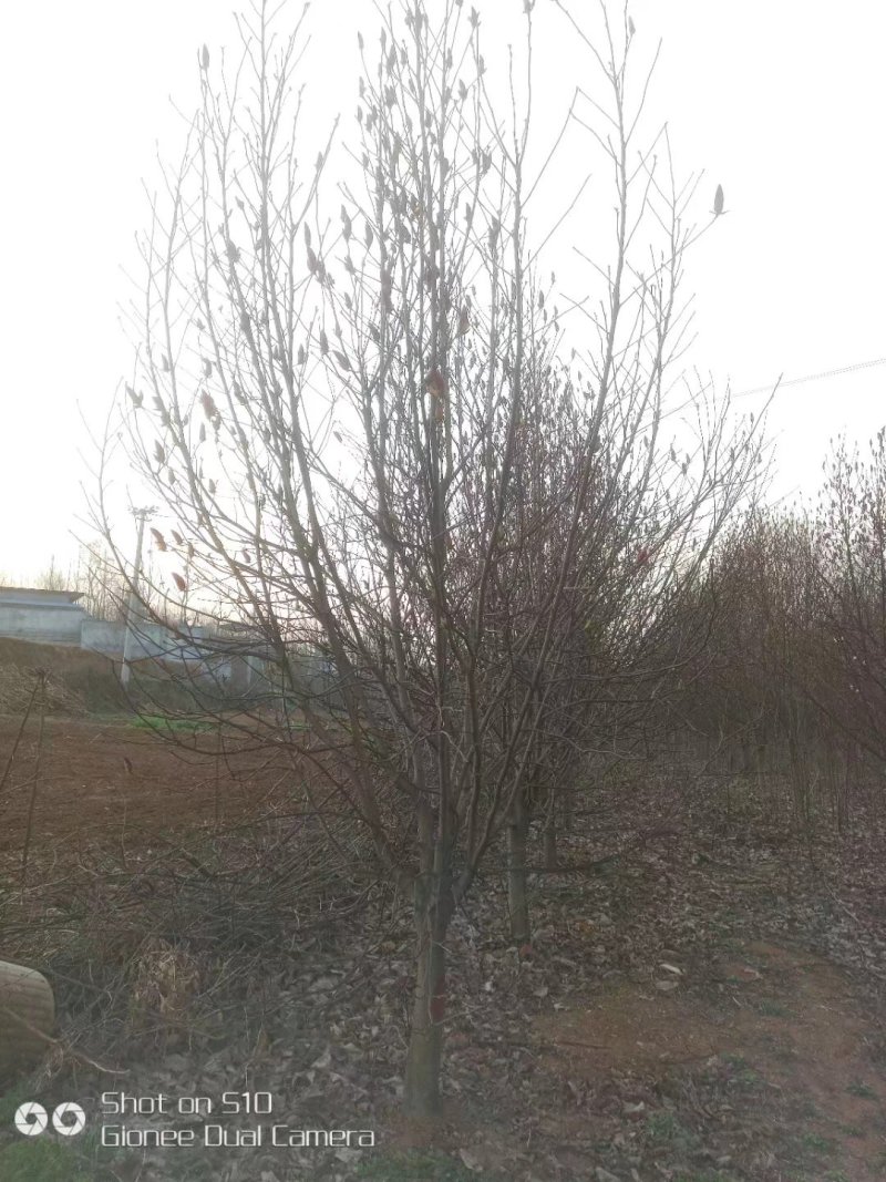 红玉兰，南阳地区供应红白黄紫玉兰15公分