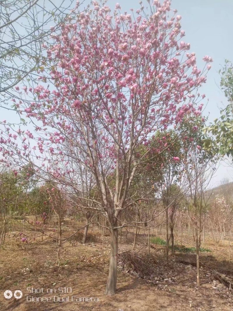 红玉兰，南阳地区供应红白黄紫玉兰15公分