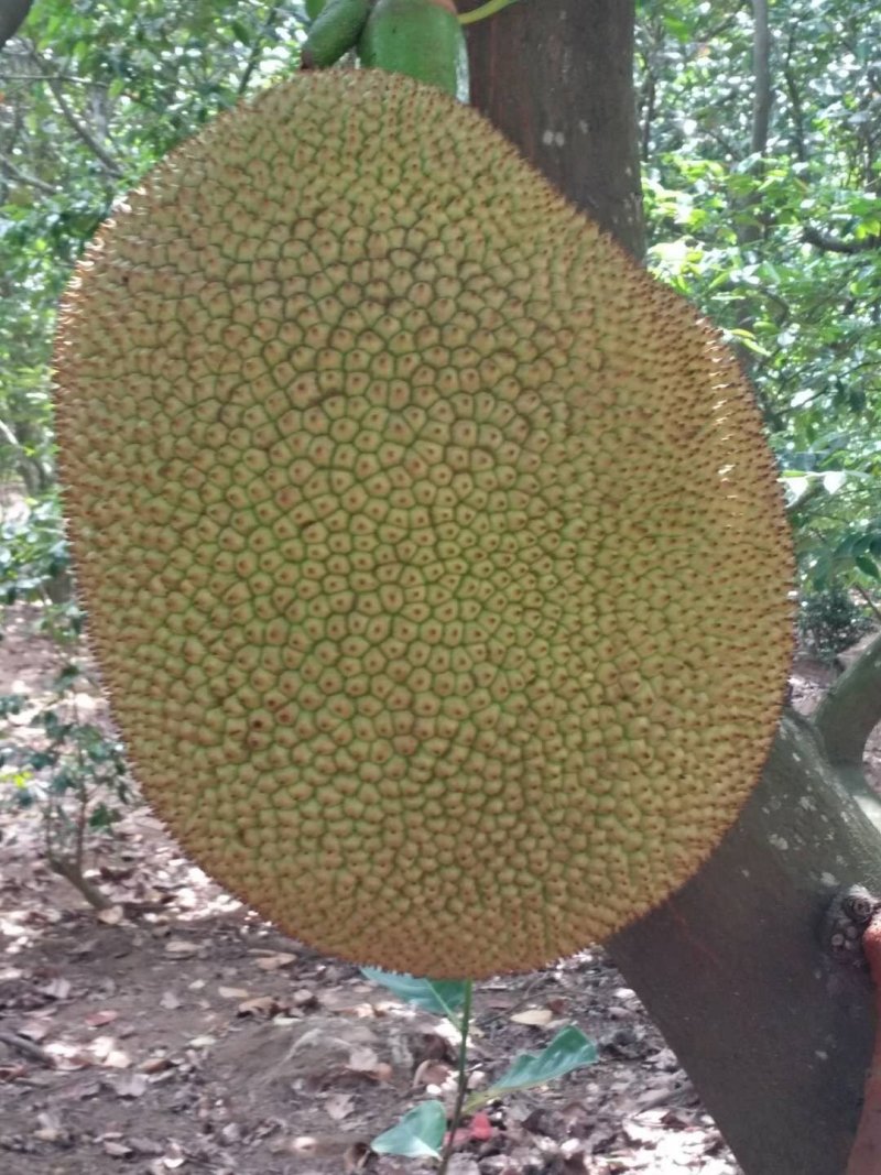 热带水果菠萝密，产地新鲜直供