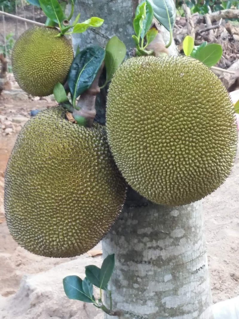 热带水果菠萝密，产地新鲜直供