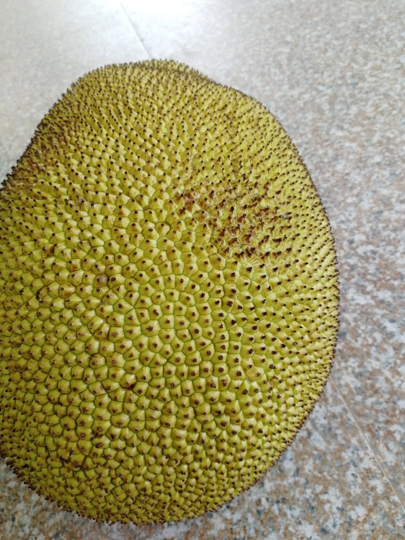 热带水果菠萝密，产地新鲜直供