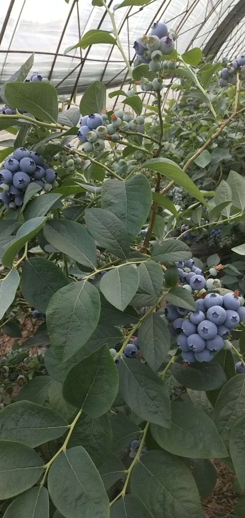蓝枫伯克利