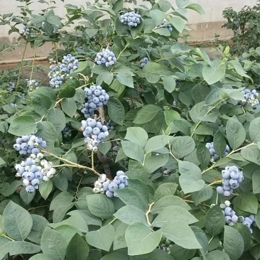 蓝枫伯克利