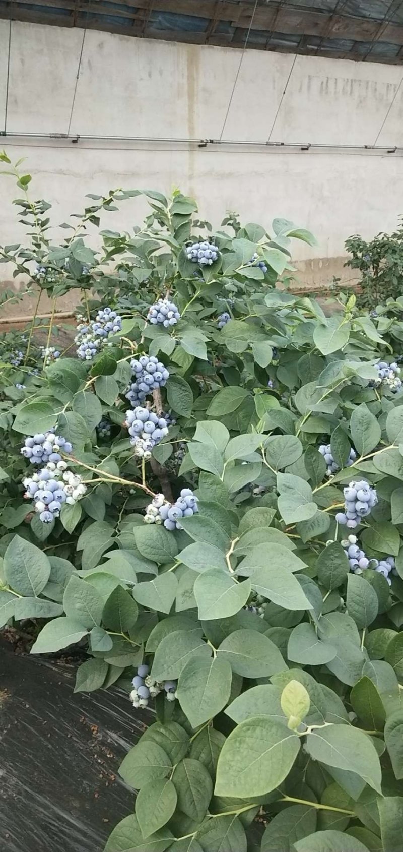 蓝枫伯克利