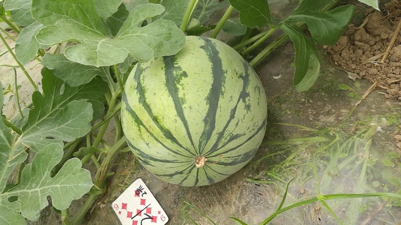 双色冰淇淋西瓜、黑晶西瓜、黄晶西瓜。诚信为本。