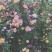 月季四季开花盆栽大小苗