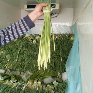 蒜苔大量上市