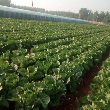 大白菜7万斤