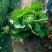 大白菜7万斤