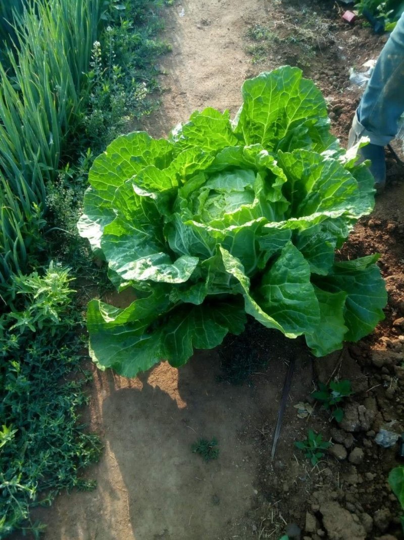 大白菜7万斤