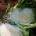 大白菜7万斤