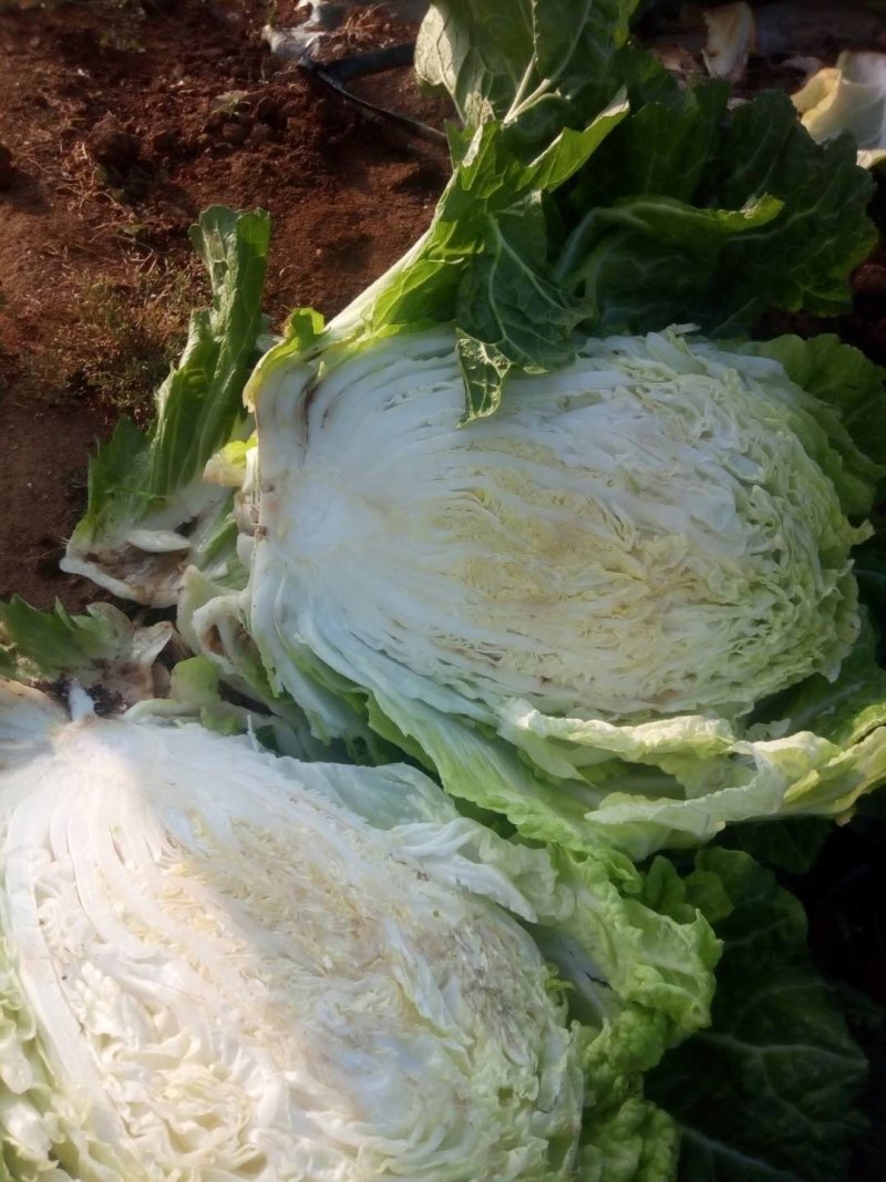 大白菜7万斤