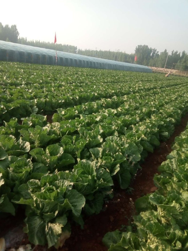 大白菜7万斤