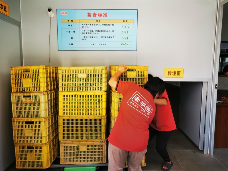 英红九号，老茶园公司出品