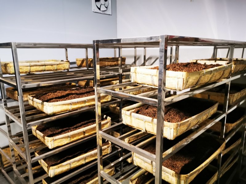 英红九号，老茶园公司出品