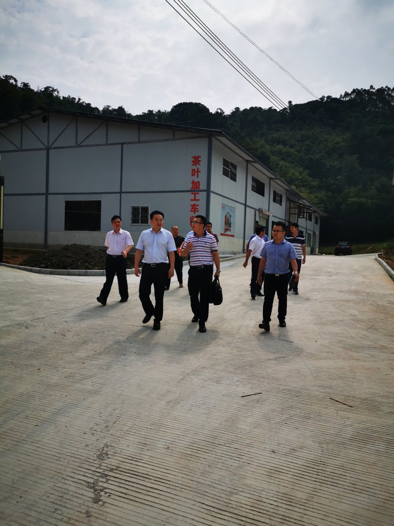 英红九号，老茶园公司出品