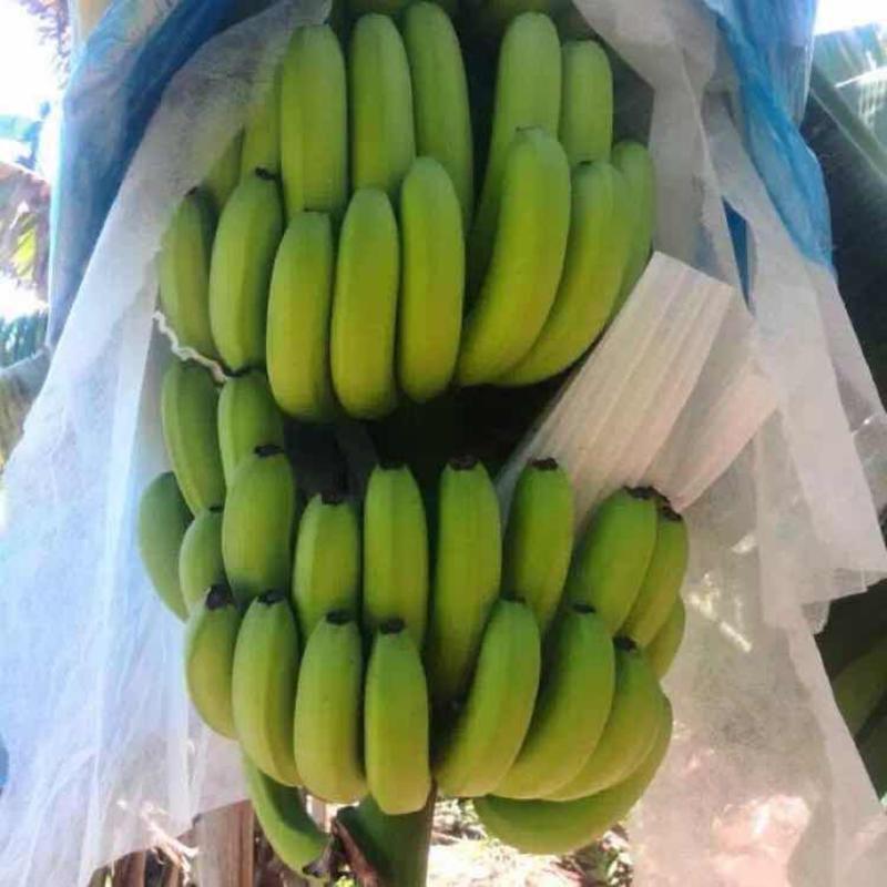 【基地直供批发】优质红香蕉苗技术指导欢迎考察订购