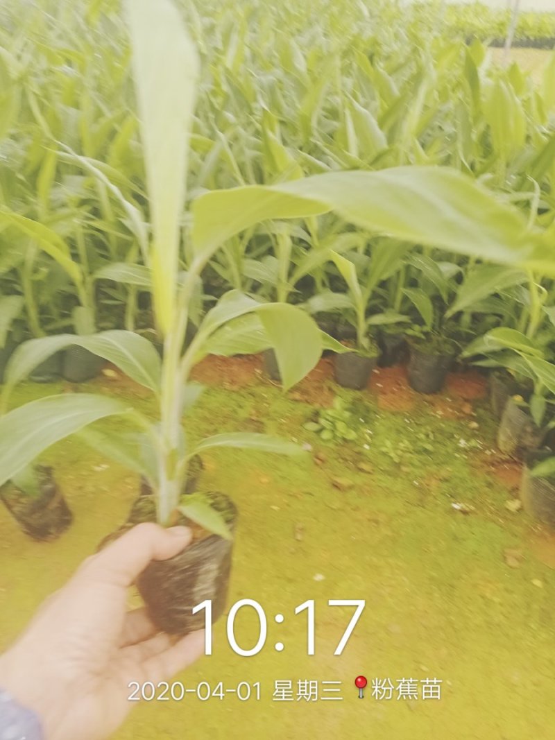 【基地直供批发】优质红香蕉苗技术指导欢迎考察订购