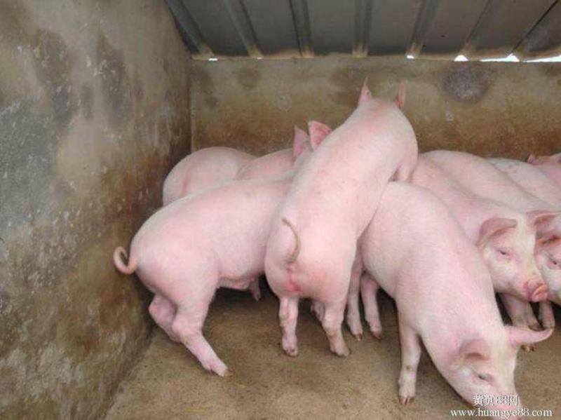 三元仔猪长白杜洛克猪场供应一手货源全国发货