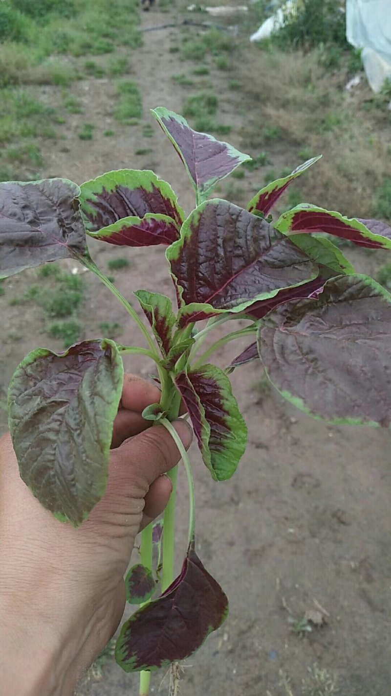 苋菜