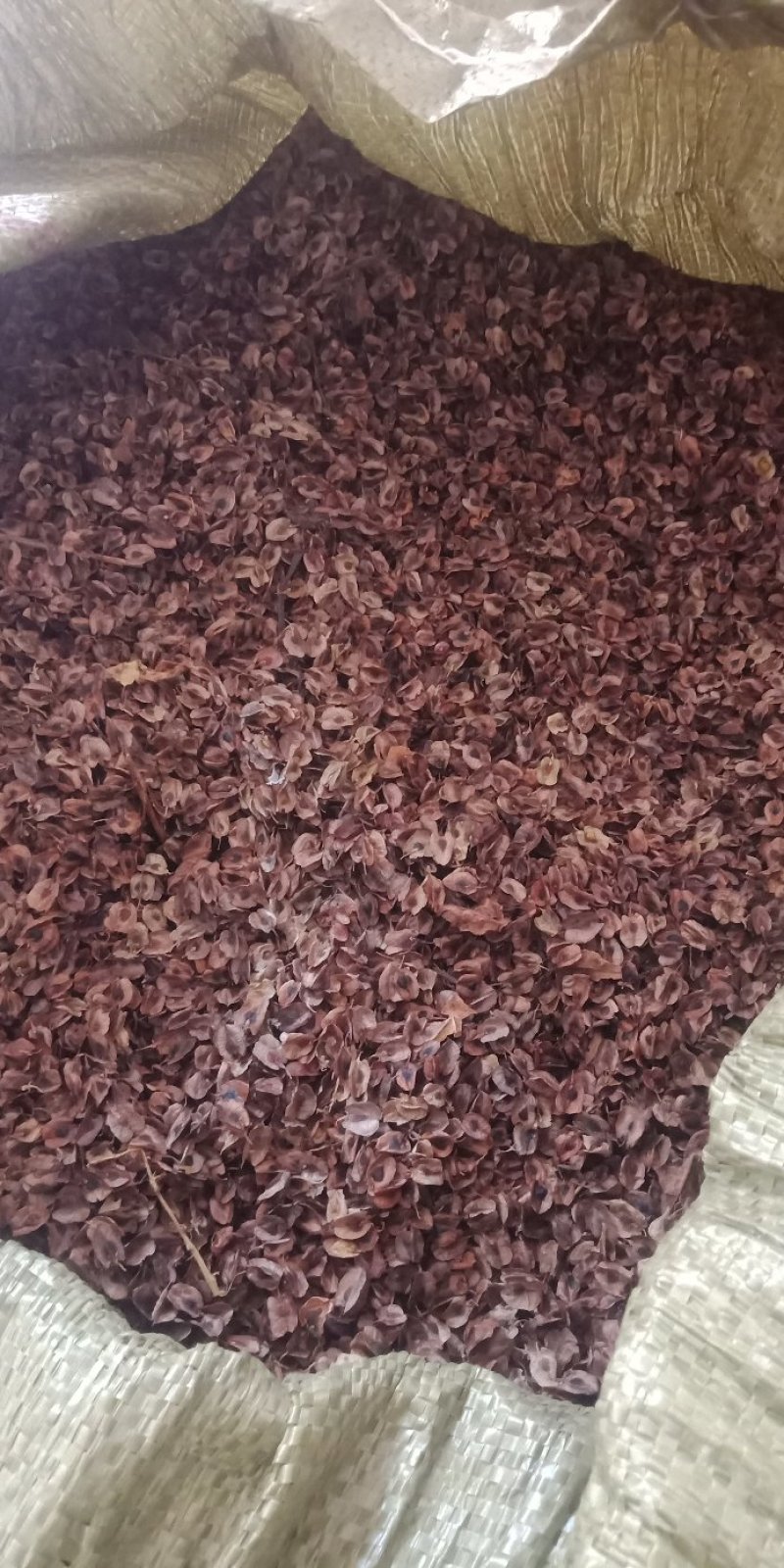 【品质种苗】大黄苗，马蹄大黄苗，自产自销高成活率
