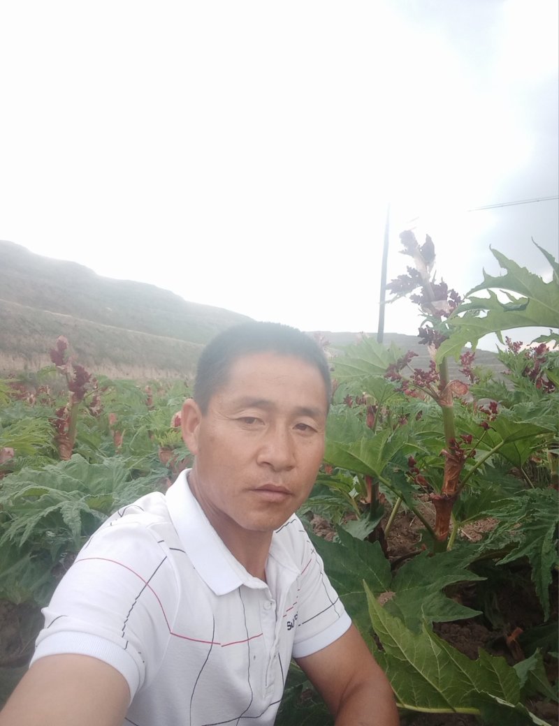 【品质种苗】大黄苗，马蹄大黄苗，自产自销高成活率