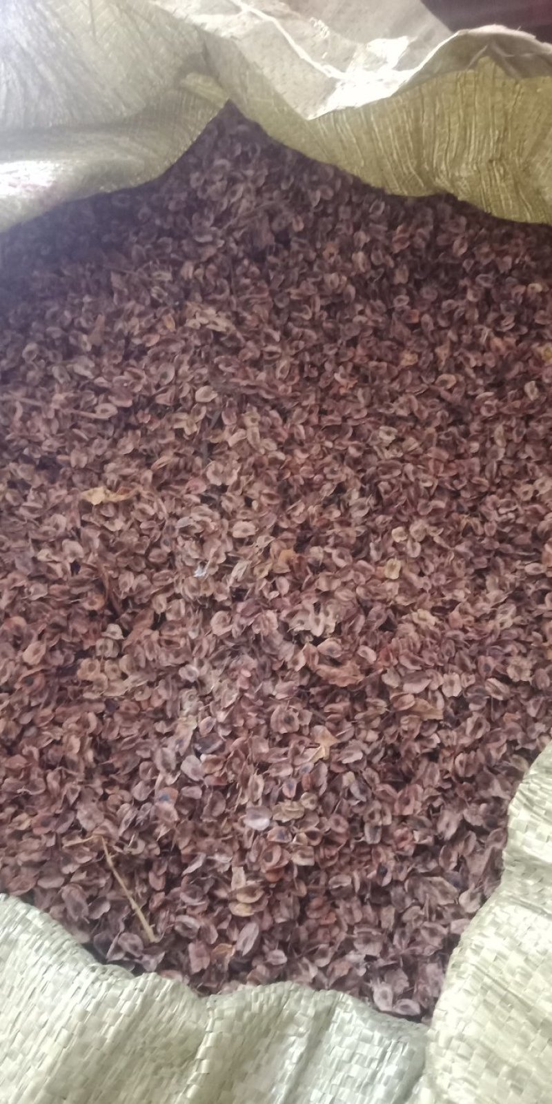 【品质种苗】大黄苗，马蹄大黄苗，自产自销高成活率