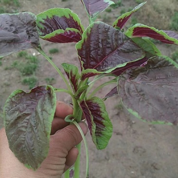 叶菜类
