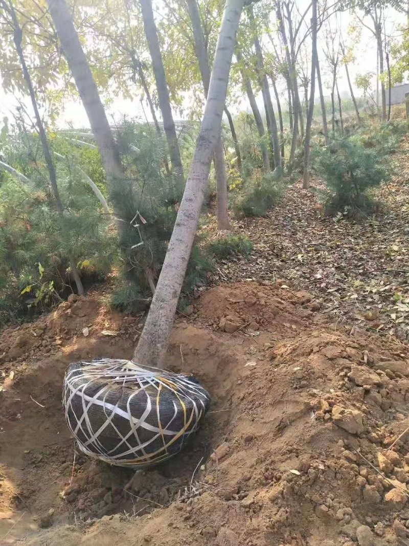 臭椿，6-8-10公分臭椿，千头椿，工程上用的椿树